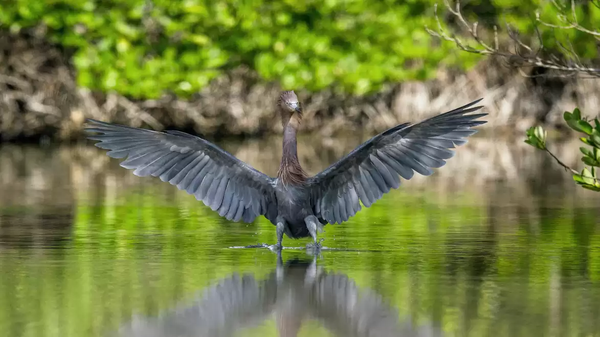 A dark heron spreads its wings over a calm body of water, surrounded by lush green vegetation.