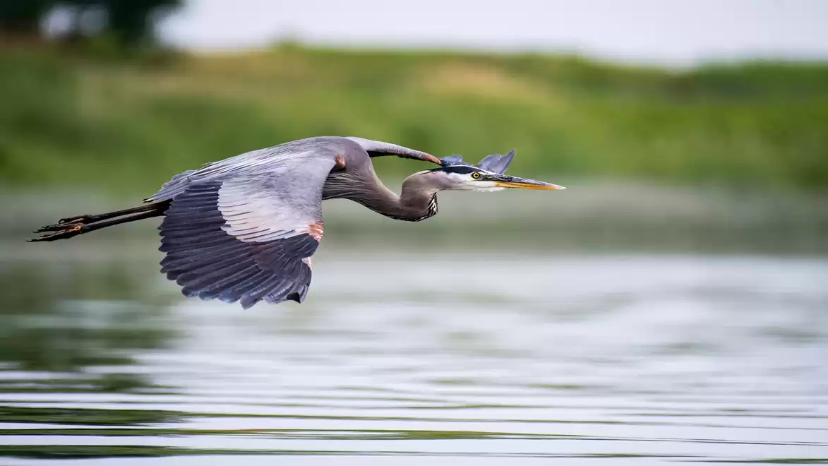 A grey heron is flying just above the water surface of a lake with a blurred green background.