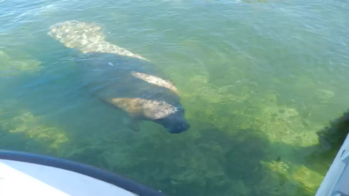 A manatee swimming in clear, greenish water next to a boat.