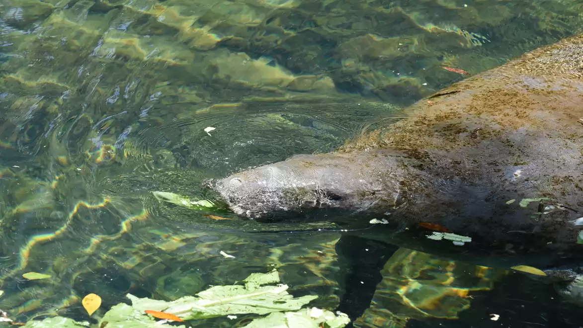 Manatee swimming in clear water eating leaves