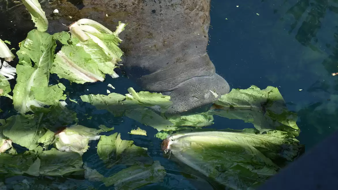 Manatee in the water eating lettuce leaves.