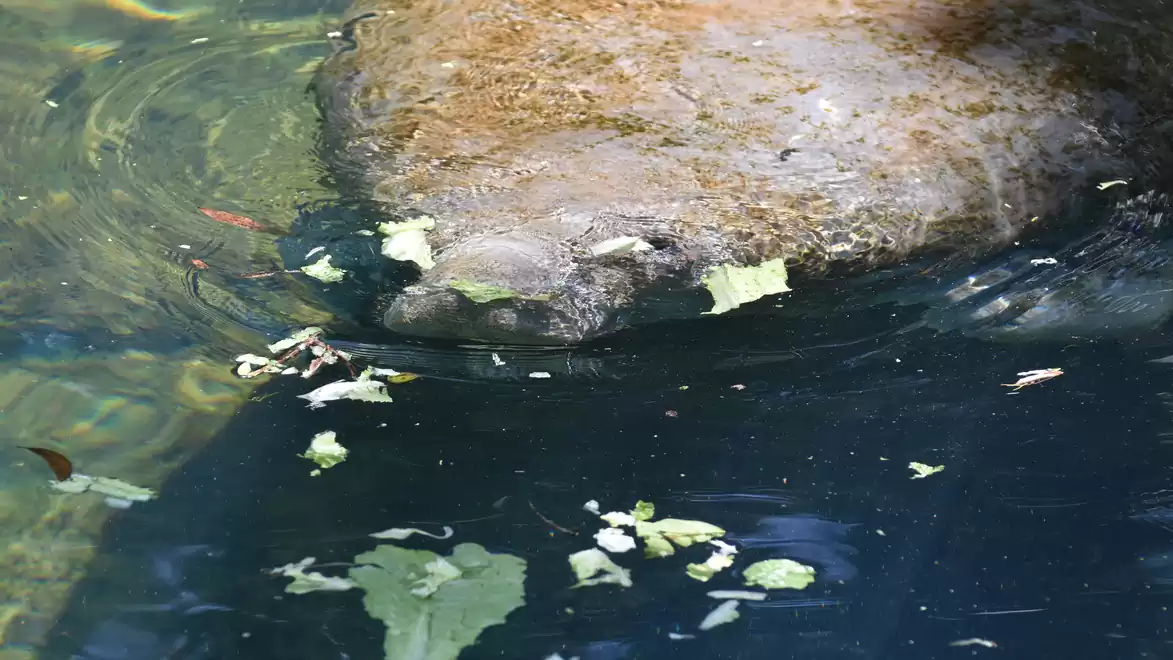 A manatee swimming in water surrounded by lettuce leaves.