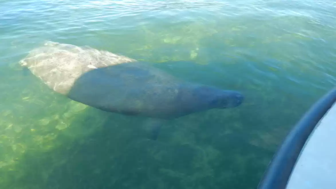 A manatee swimming in clear blue water next to a boat.