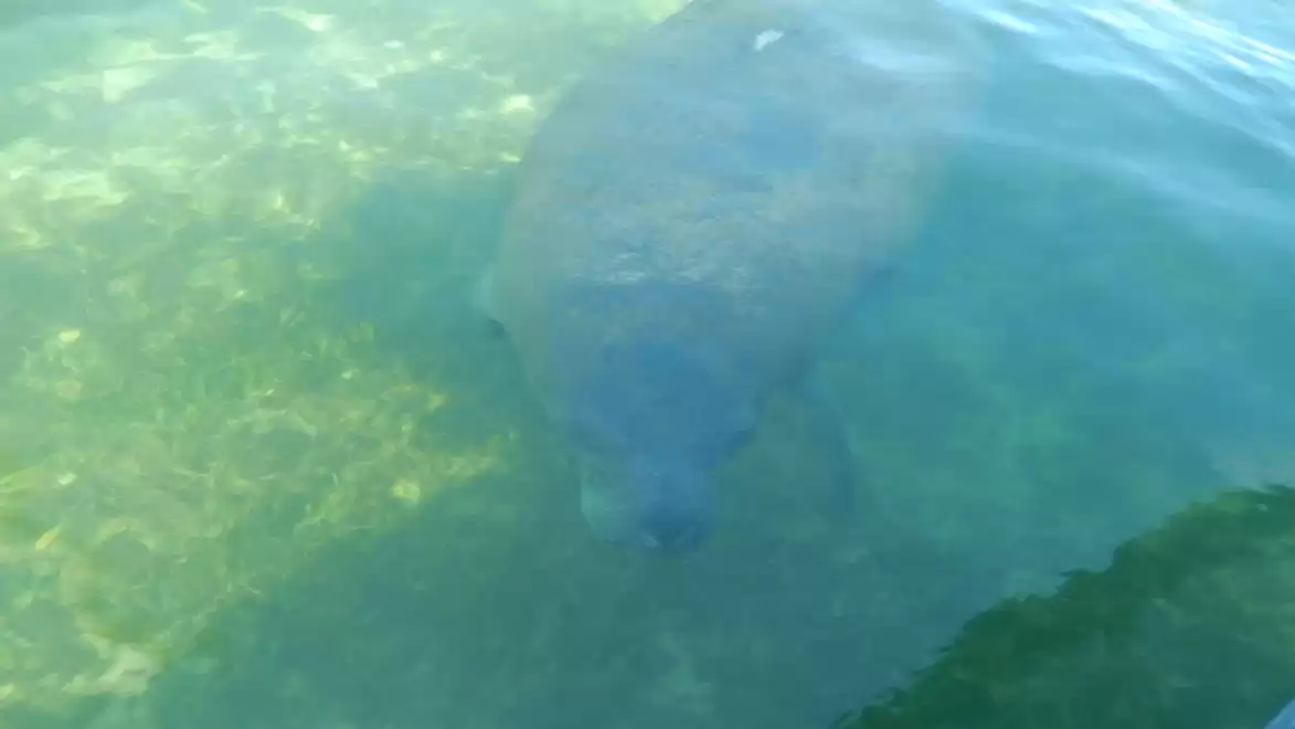 A manatee swimming near the water surface in clear blue water.