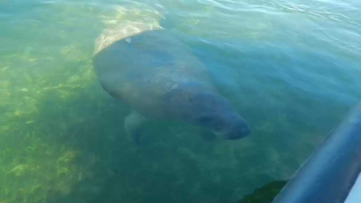 Manatee swimming in clear water next to a boat