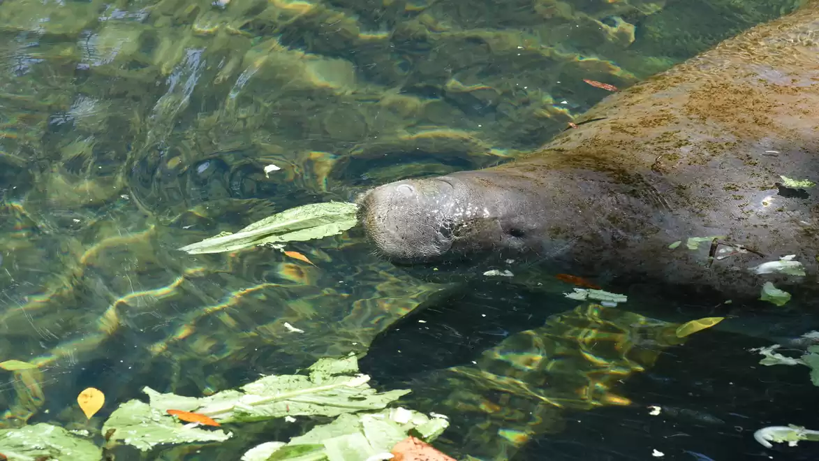 Manatee swimming in clear water among green leaves.