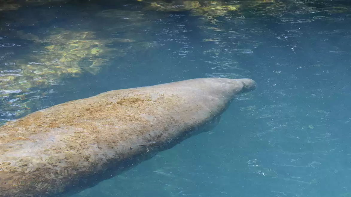 Manatee swimming gracefully underwater in a clear blue pool.