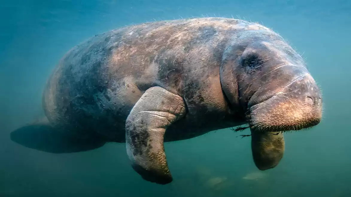 Underwater image of a manatee swimming in clear blue water.