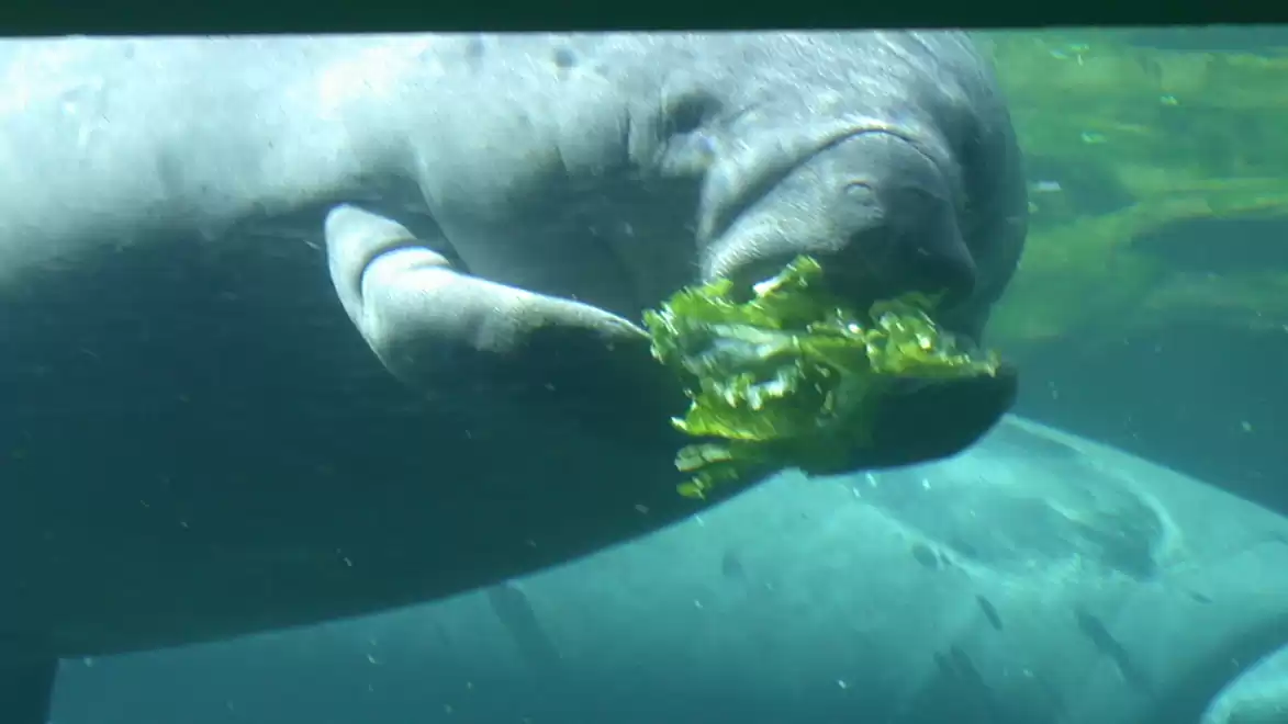 A manatee underwater eating algae.