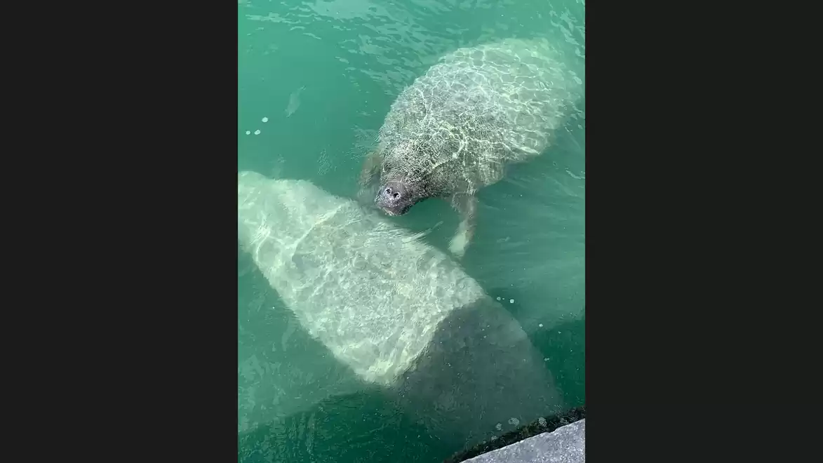 Two manatees swimming near the water surface in clear, green water.