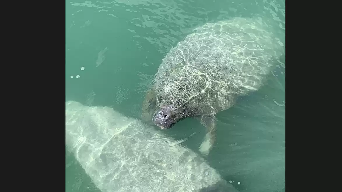Two manatees swimming in turquoise water.
