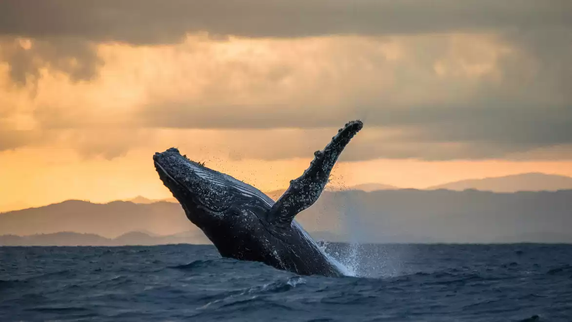 A humpback whale breaches the water at sunset with mountains in the background.