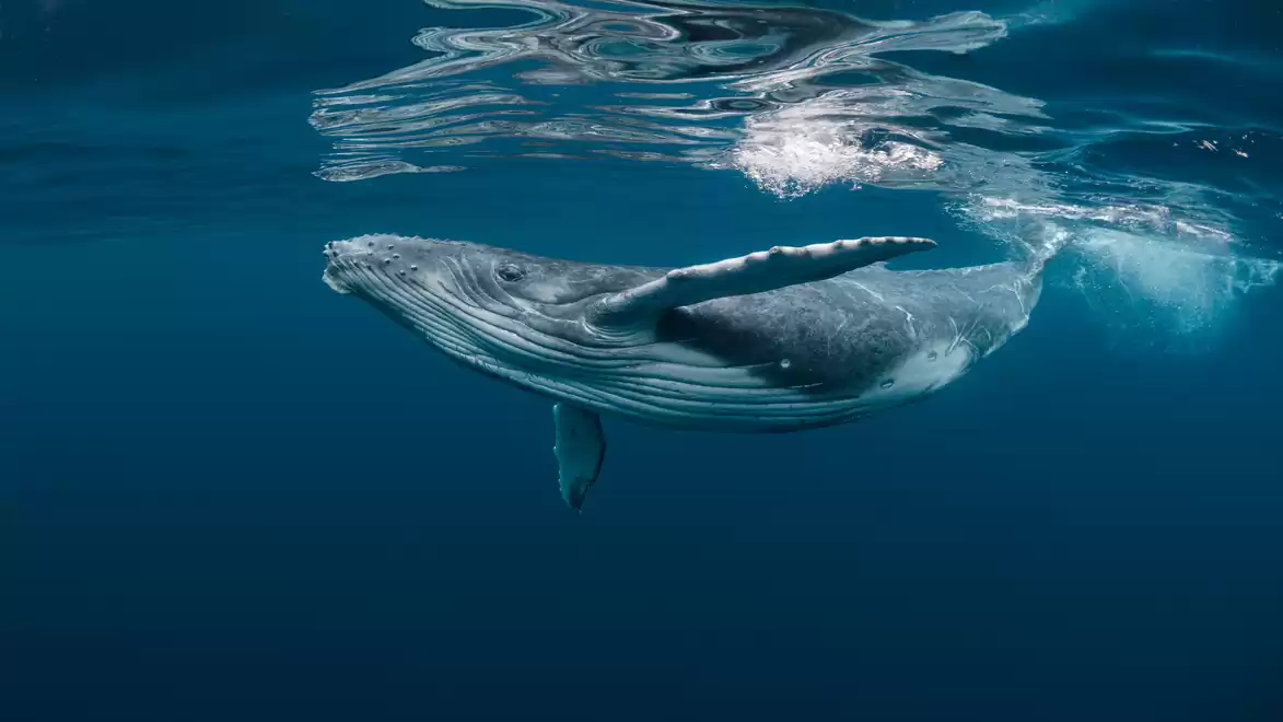 A majestic humpback whale swimming beneath the surface in a clear blue ocean.