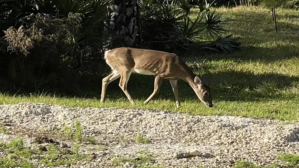 A deer grazing on grass next to a rocky path in daylight.