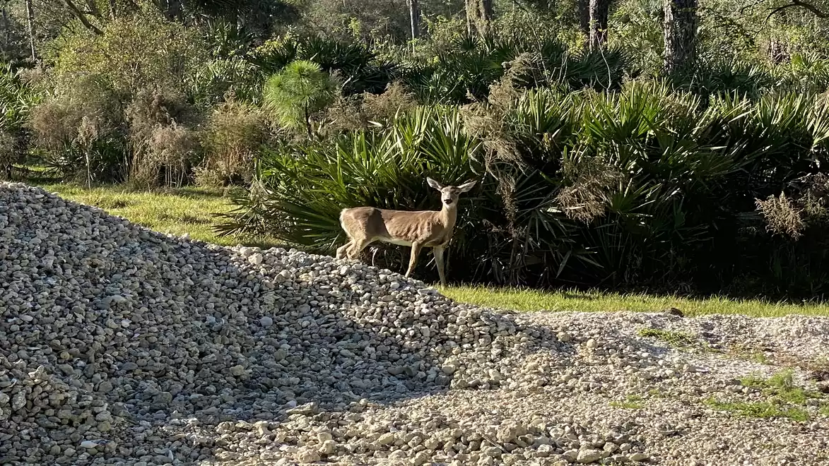 A deer stands in a natural setting with grass and shrubs, next to a large pile of stones.