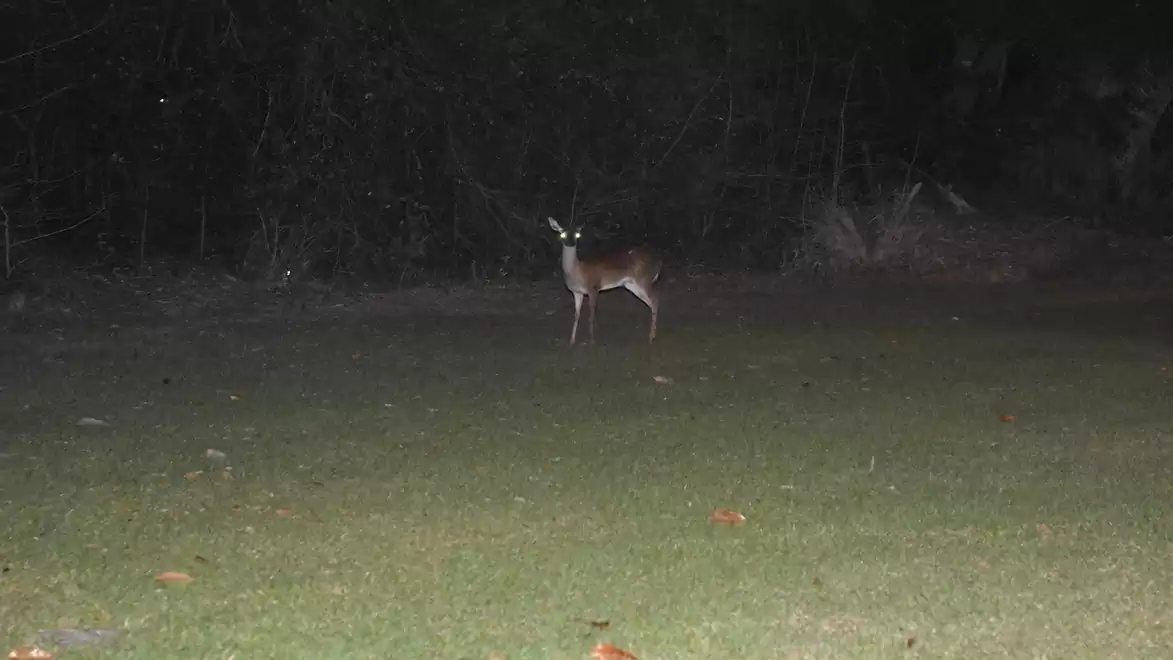 A deer stands on a field at the edge of the forest at night.