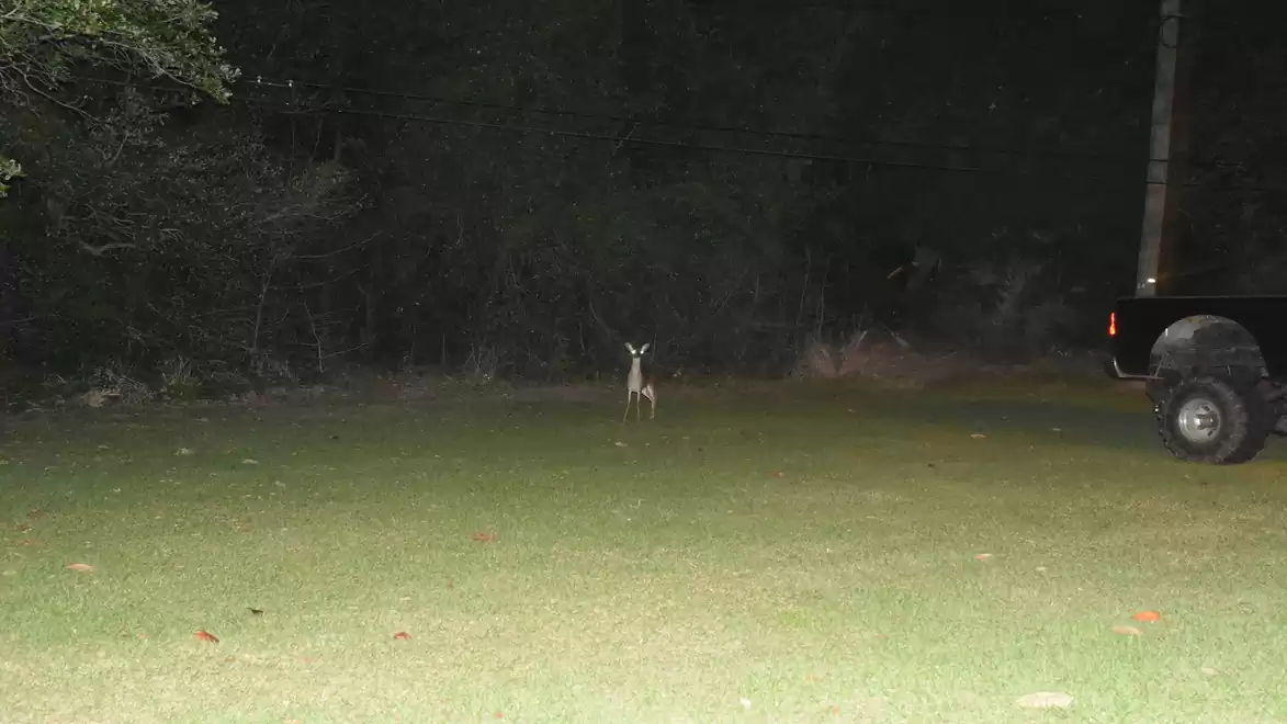 A deer stands on a lit lawn at night, surrounded by trees, with a car on the right edge of the image.