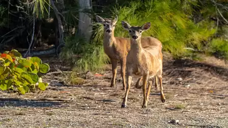 Two deer walking across a sunny forest floor with green foliage in the background.