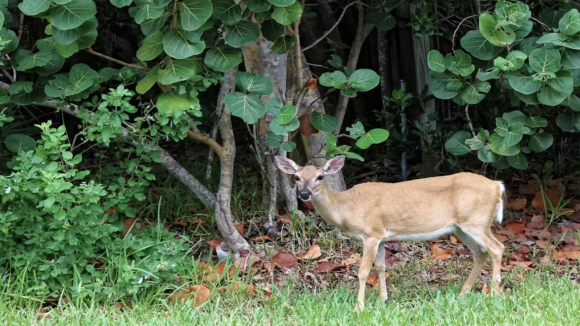 Young deer standing in the forest, surrounded by trees and green foliage.