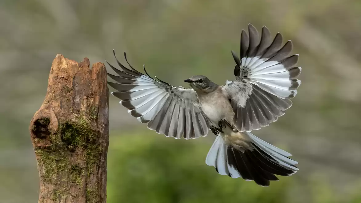 A bird with outstretched wings landing on a tree stump outdoors. The scene showcases the grace and elegance of the bird in nature.