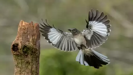 A bird with outstretched wings landing on a tree stump outdoors. The scene showcases the grace and elegance of the bird in nature.