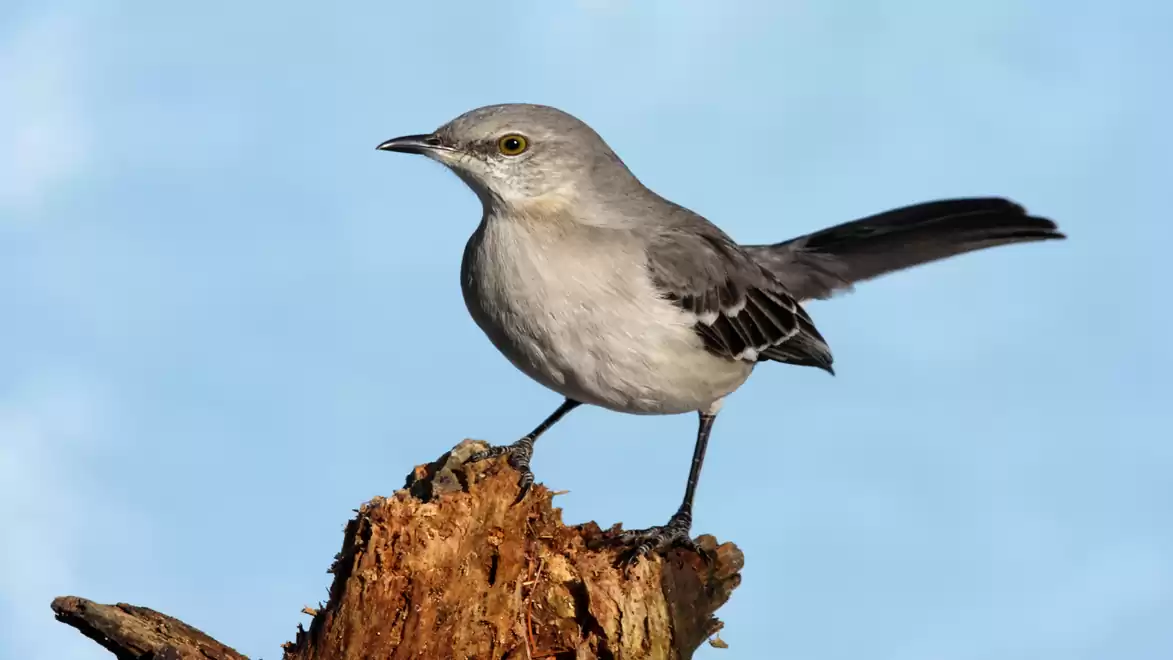 A northern mockingbird perches on a broken branch against a clear blue sky.