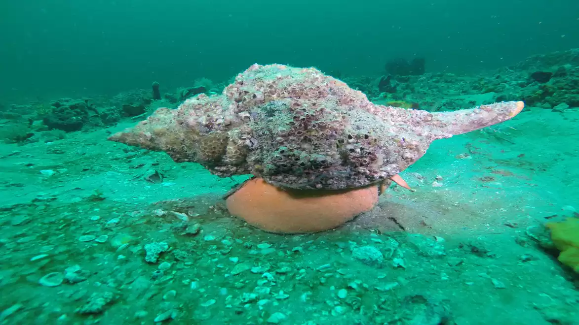 Large sea snail crawls slowly across the ocean floor with a visible, shell-covered exterior.