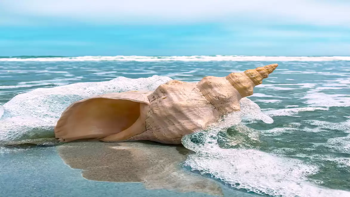 A large seashell on the beach surrounded by foam and seawater.