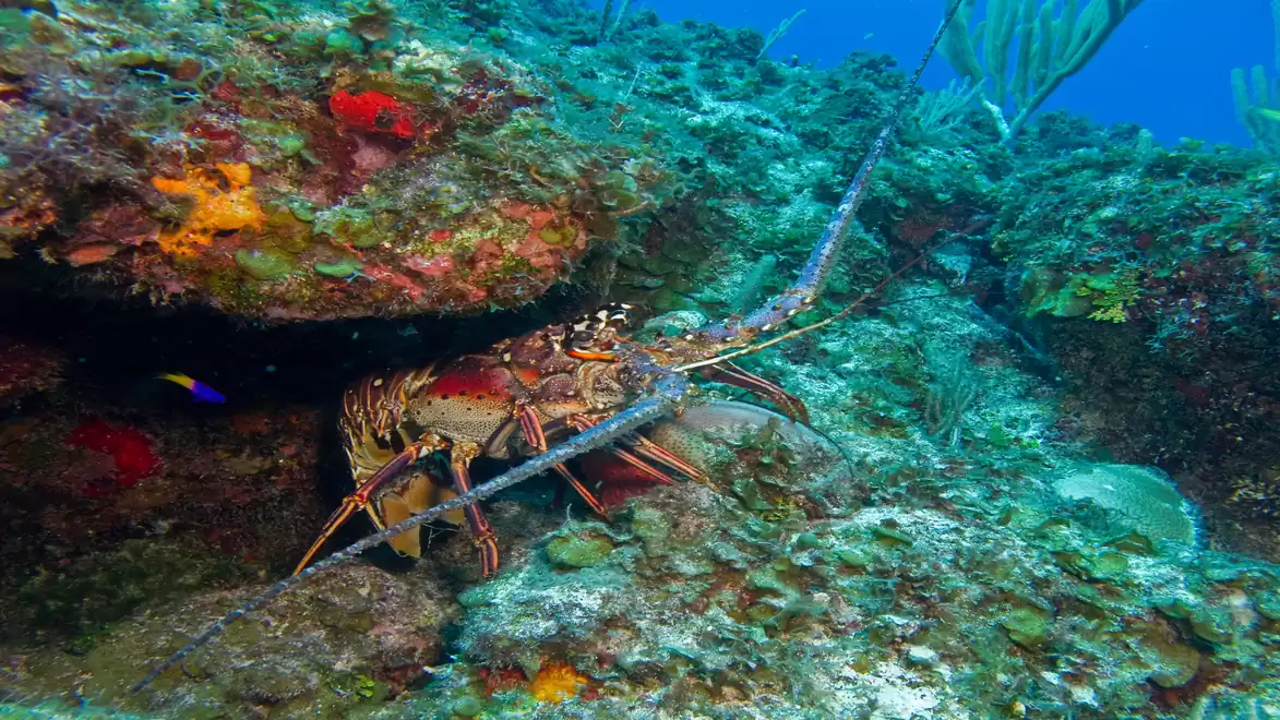 A colorful lobster hides among the rocks in an underwater scene with corals and blue water.