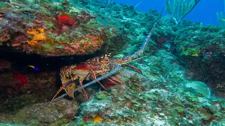 A colorful lobster hides among the rocks in an underwater scene with corals and blue water.
