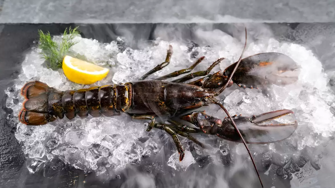 A fresh lobster on ice with a lemon slice and some dill for garnish.