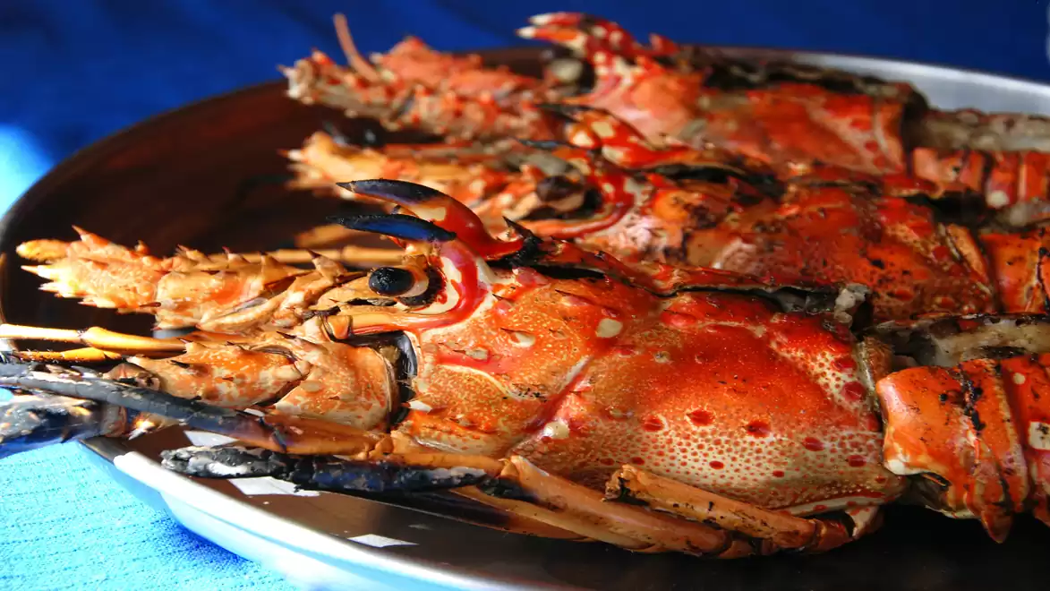 Grilled lobsters on a silver plate with a blue background.