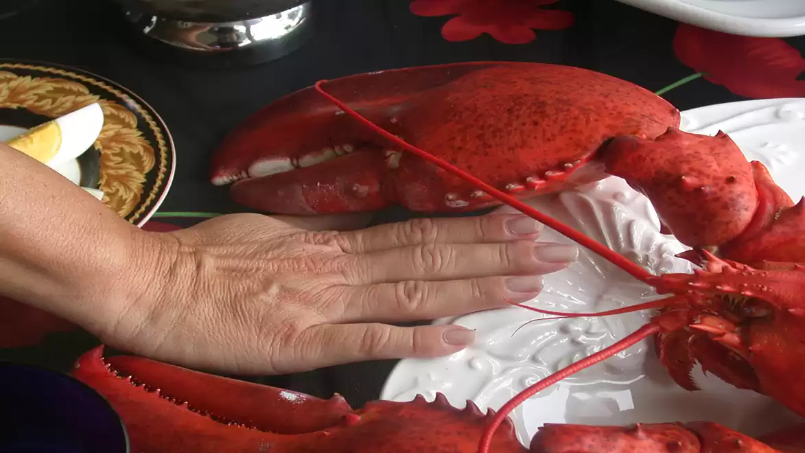Large red lobster on a white plate next to a human hand for size comparison.