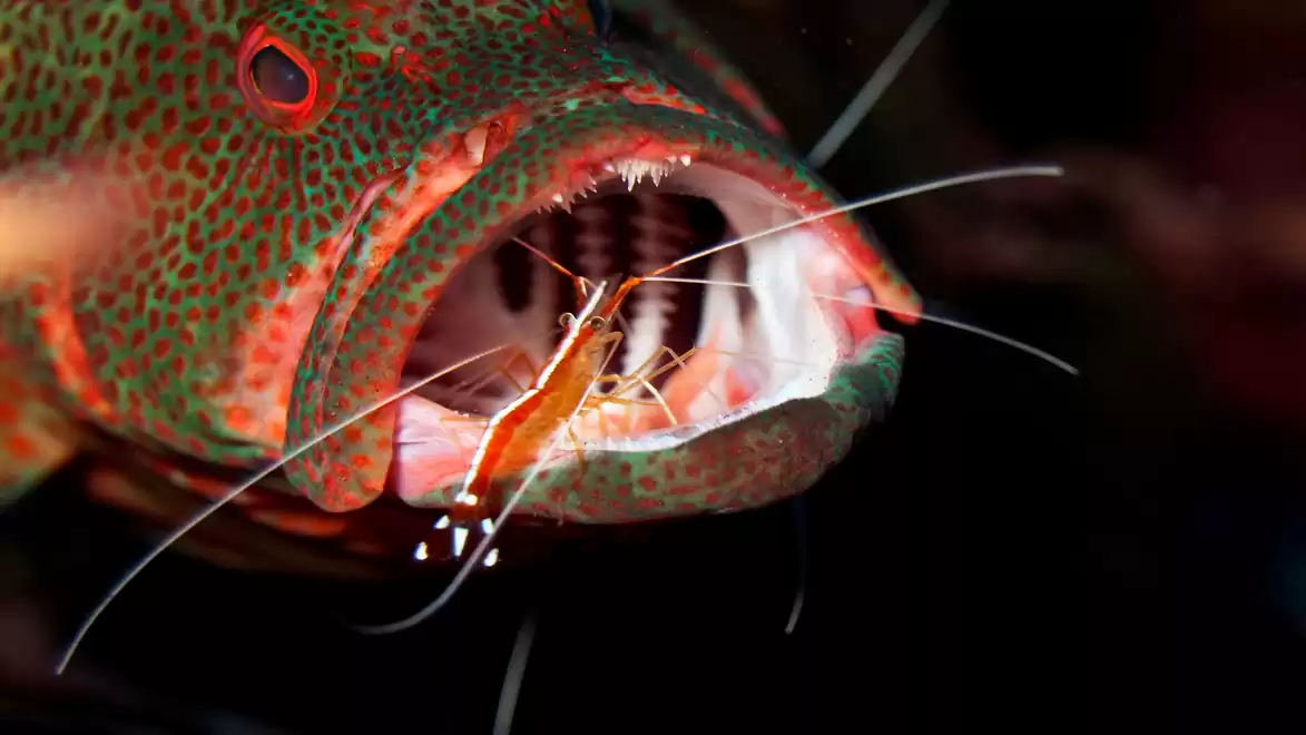 Large fish with an open mouth showing a shrimp sitting between its teeth