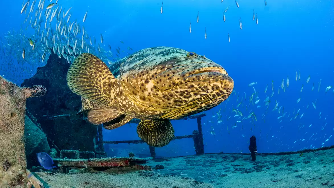 A large grouper swims next to a shipwreck in the ocean, surrounded by smaller fish in the blue water.