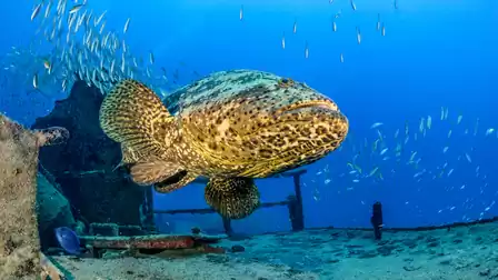 A large grouper swims next to a shipwreck in the ocean, surrounded by smaller fish in the blue water.