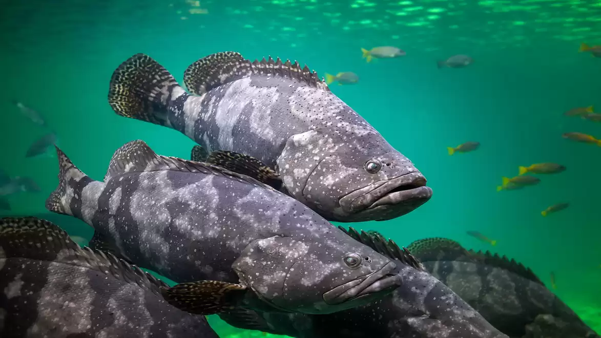 Large group of groupers swimming together in clear blue water, surrounded by smaller fish.