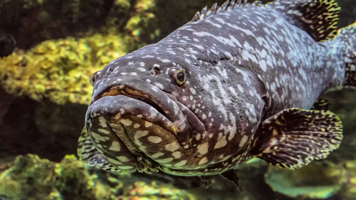 Close-up of a large grouper in an aquarium with detailed skin texture and mottled pattern.