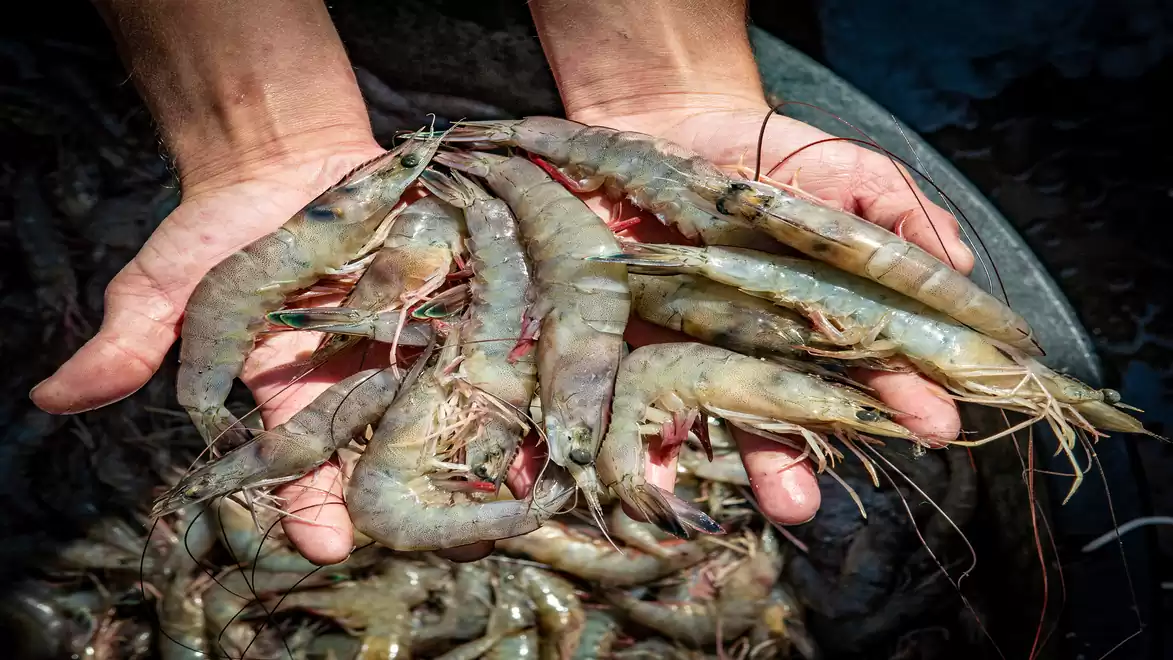 Close-up of hands holding fresh shrimps over a dark gray background.