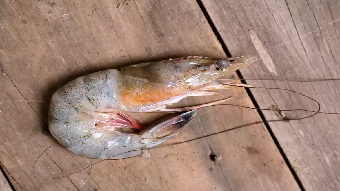 Large shrimp lying on a wooden surface.