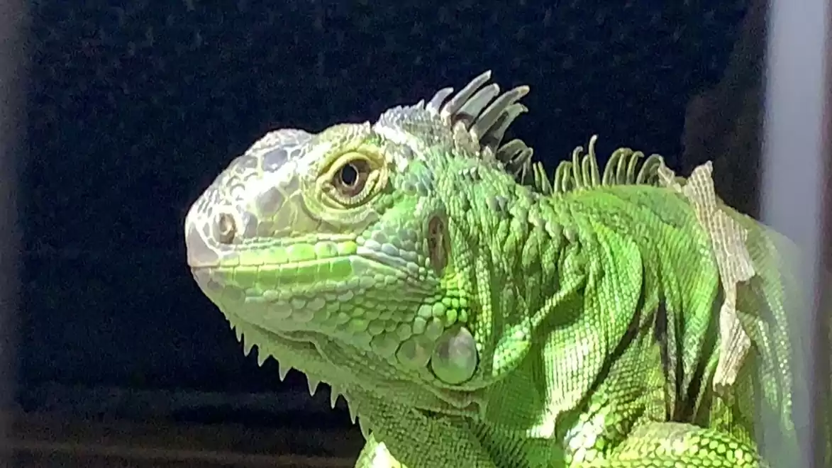 Close-up of a green iguana lizard with scales and spines on its back.