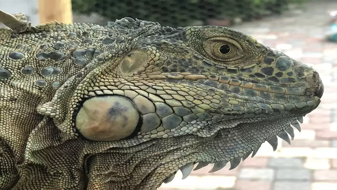 Close-up of a green lizard with detailed skin texture outdoors.