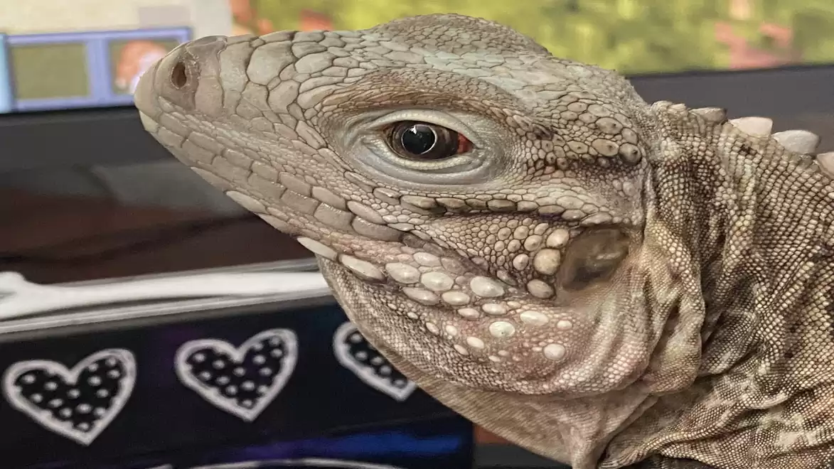 Close-up of an iguana with detailed skin texture and colorful patterns in the background.