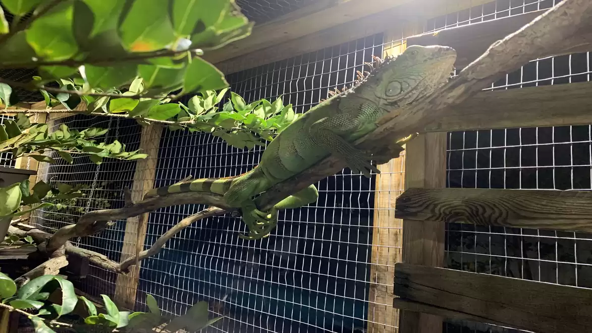 A large green iguana on a branch in an enclosed habitat.