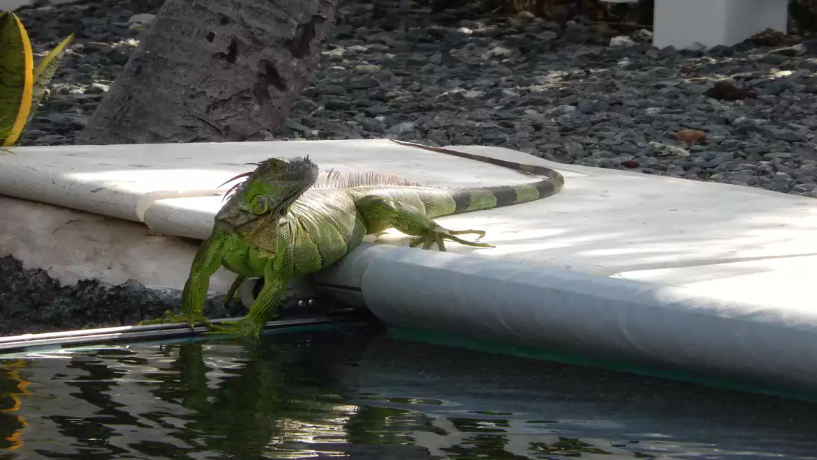 Green iguana sunbathes on a platform by the pool, looking into the water.