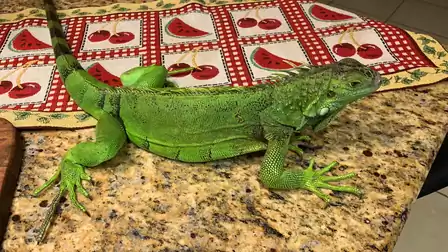 Green iguana on a kitchen counter with a decorative towel in the background.