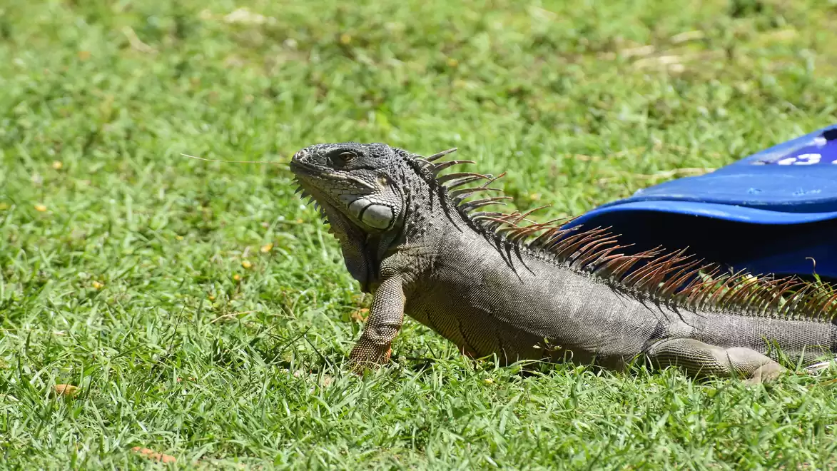 A green iguana lizard is lying on the grass with a blue cloth in the background.