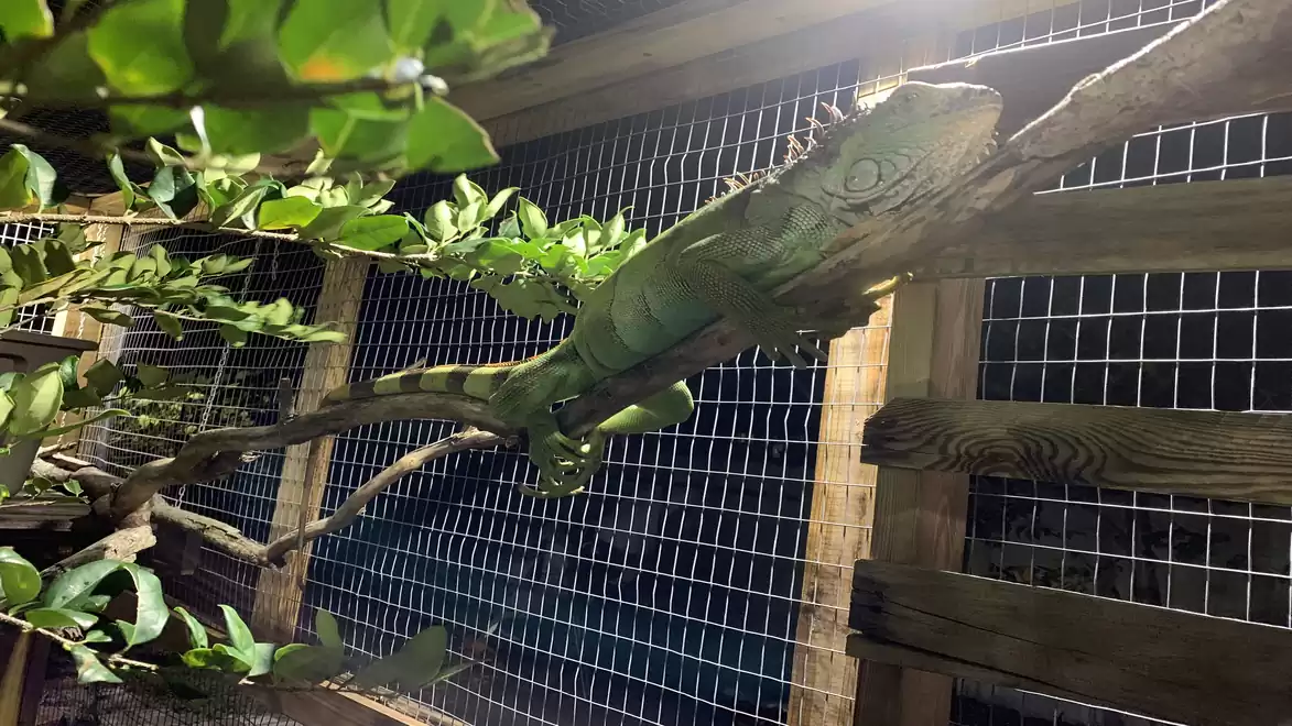 A green iguana resting on a branch inside an enclosure with wire mesh and wooden frame.
