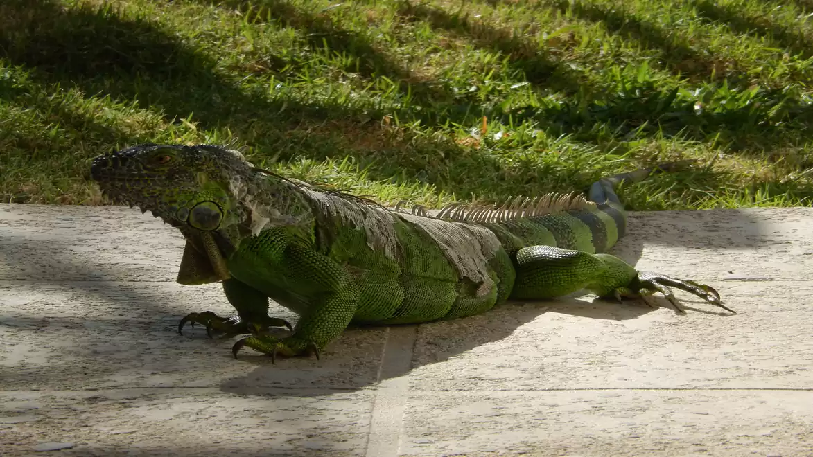 A green iguana is lying on a concrete floor with grass visible in the background.