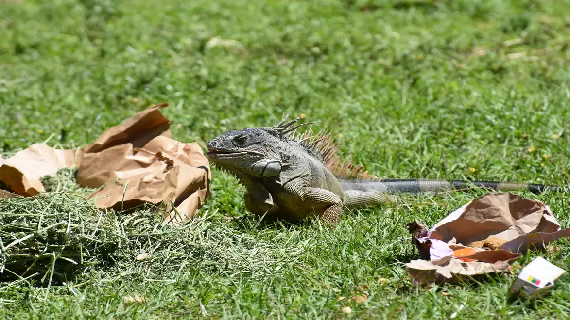 A green iguana sitting on grass, surrounded by hay and paper bags.
